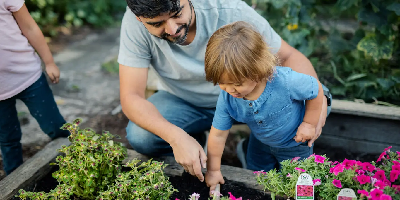 A smiling man and a young child planting flowers together in a raised garden bed, with green foliage and pink Proven Winners petunias nearby.