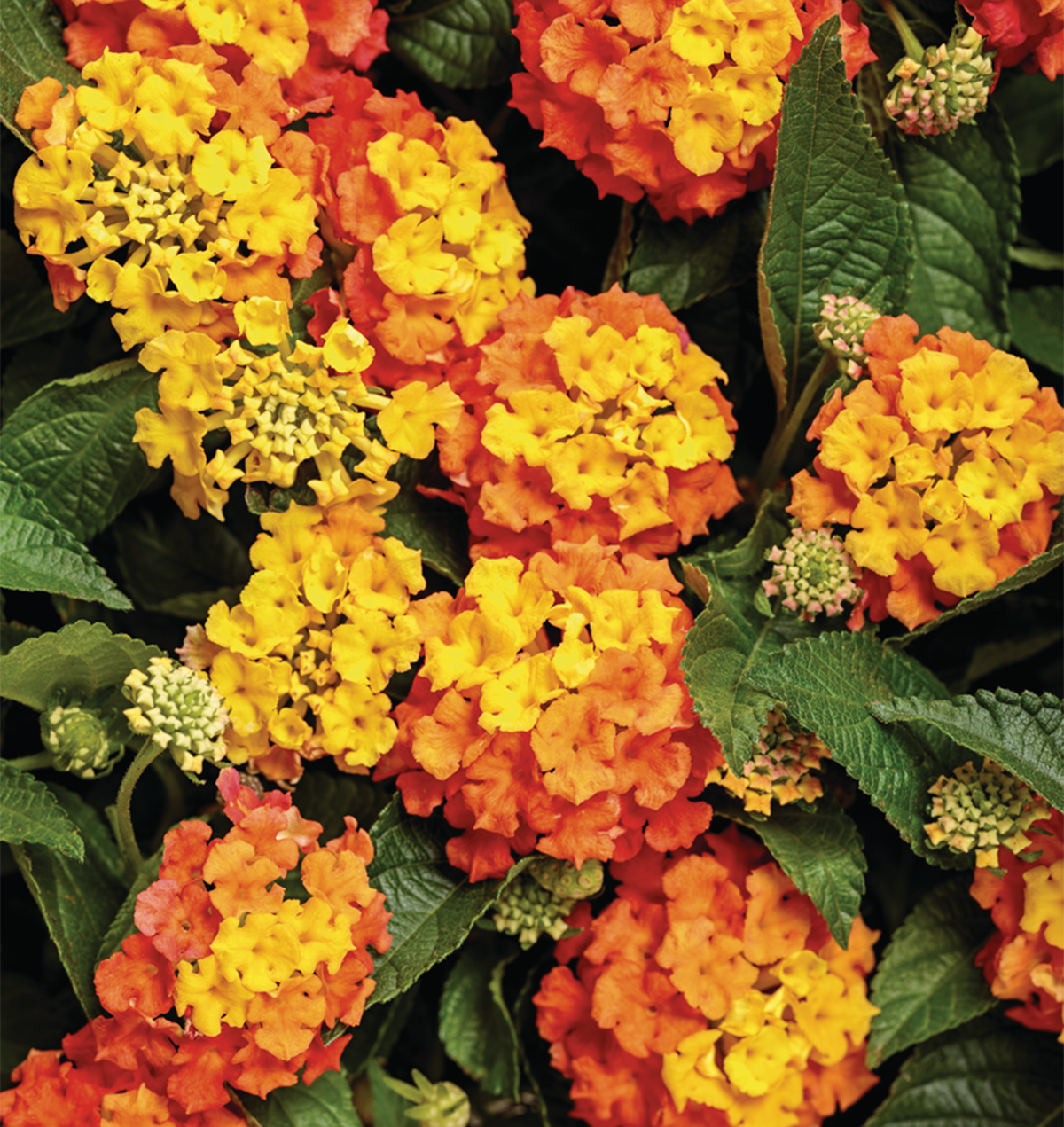 Lantana