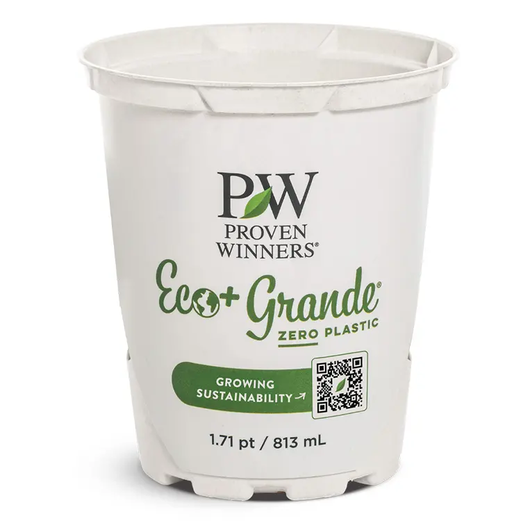 Eco-Grande