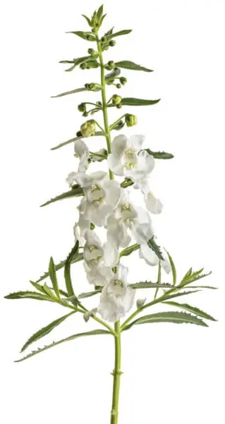 A single upright stem of white, snapdragon-like angelonia flowers with green buds and narrow serrated leaves, isolated on a white background.
