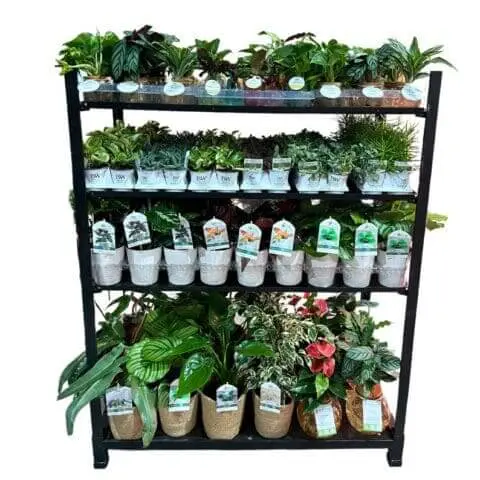A four-tier black metal display rack filled with assorted potted houseplants in woven baskets and pots, including foliage plants and a flowering anthurium, against a white background.