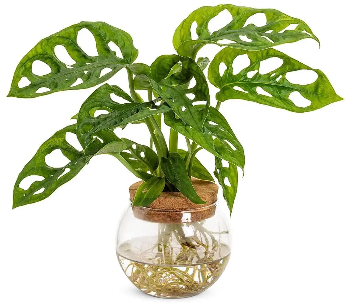 A Monstera adansonii (Swiss cheese vine) with holey green leaves growing hydroponically in a round glass jar of water with a cork lid, roots visible below, against a white background.