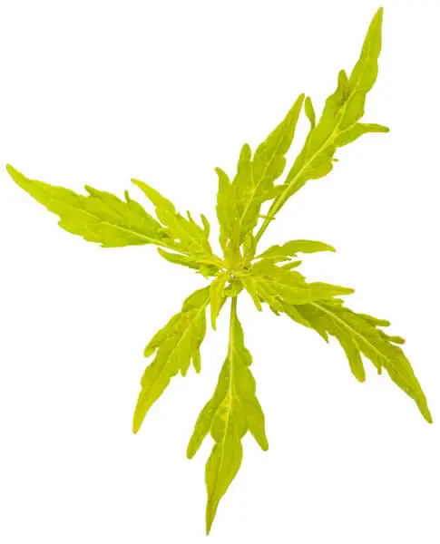 A sprig of slender, deeply lobed chartreuse-yellow coleus leaves arranged in a star pattern, isolated on a white background.
