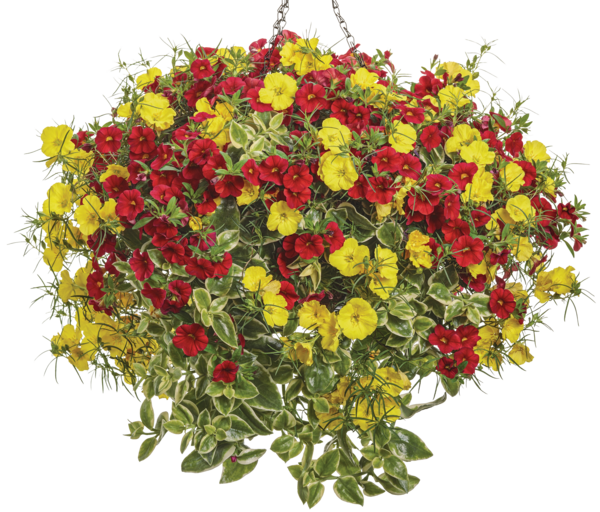 Polar Peach hanging basket-1800x1631-0e1330f Bahama-Beach