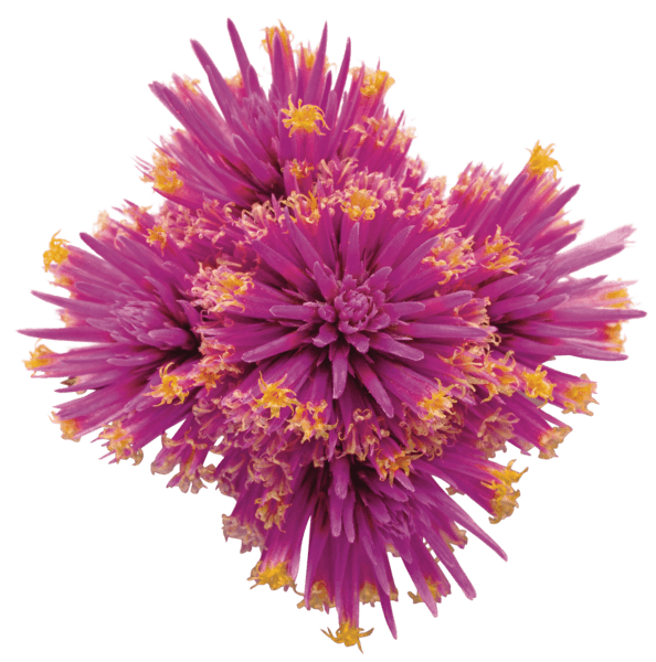 Close-up of spiky magenta-pink globe amaranth flower heads dotted with tiny yellow florets, isolated on a white background.