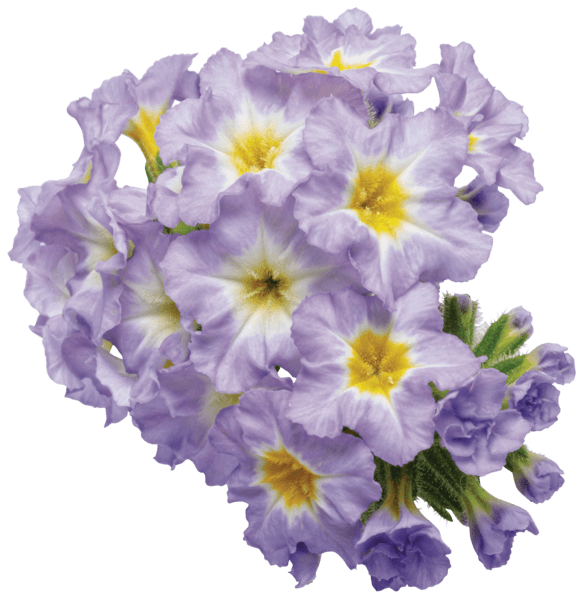 A cluster of ruffled lavender flowers with bright yellow centers, isolated on a white background.