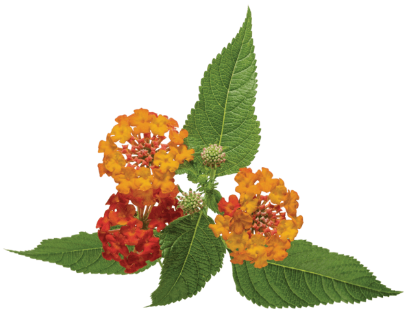 A sprig of lantana with rounded flower clusters in red, orange, and yellow, surrounded by textured green serrated leaves, isolated on a white background.