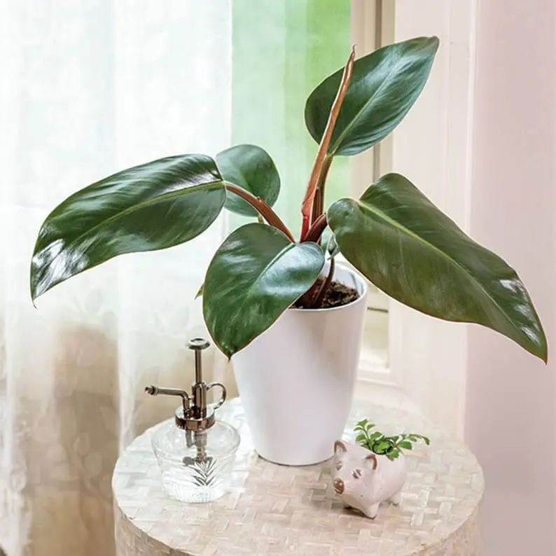 A philodendron with glossy dark green leaves and reddish stems in a white pot, on a round table beside a glass plant mister and a small pig-shaped planter, in front of a sheer-curtained window.