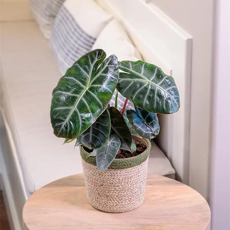 An Alocasia with dark green, arrow-shaped leaves marked by prominent white veins, in a woven basket pot on a round wooden side table beside a cushioned bench.