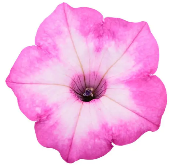 A single petunia flower with hot-pink petal edges fading to a white center and dark throat, isolated on a white background.