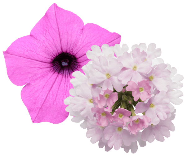 A single vivid magenta petunia bloom with a dark veined throat, beside a pale pink verbena flower cluster, isolated on a white background.