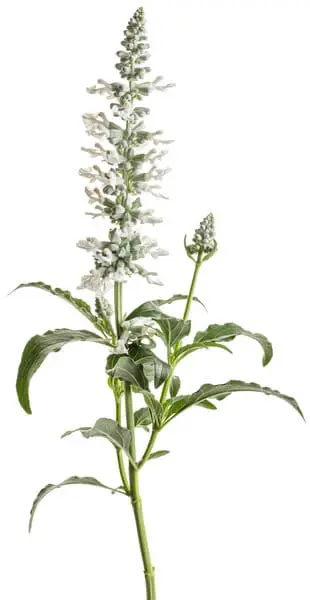 A single upright spike of small white salvia flowers with silvery calyxes and green leaves, isolated on a white background.