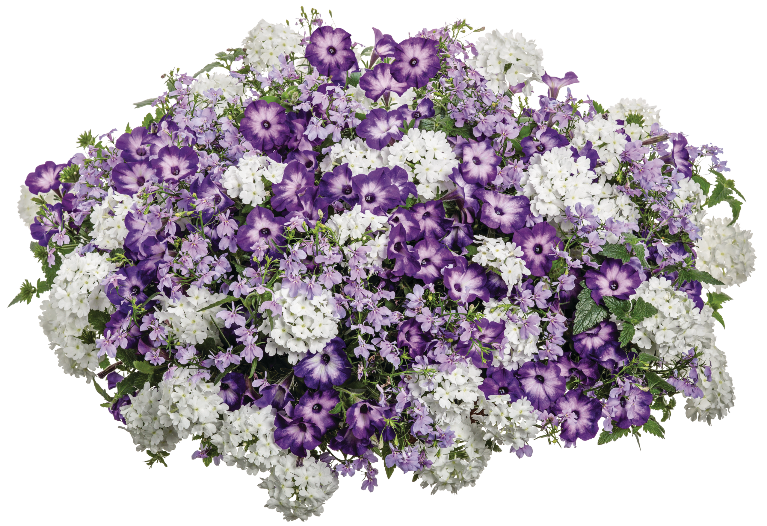 Polar Peach hanging basket-1800x1631-0e1330f Bahama-Beach