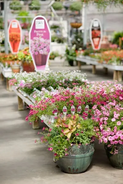 A retail garden center display with decorative containers and benches full of flowering plants in shades of pink, white, and coral. A 'Pretty in Pink' signboard with a pink petunia photo stands among the displays, with more plants and signage receding into the background on a concrete floor.