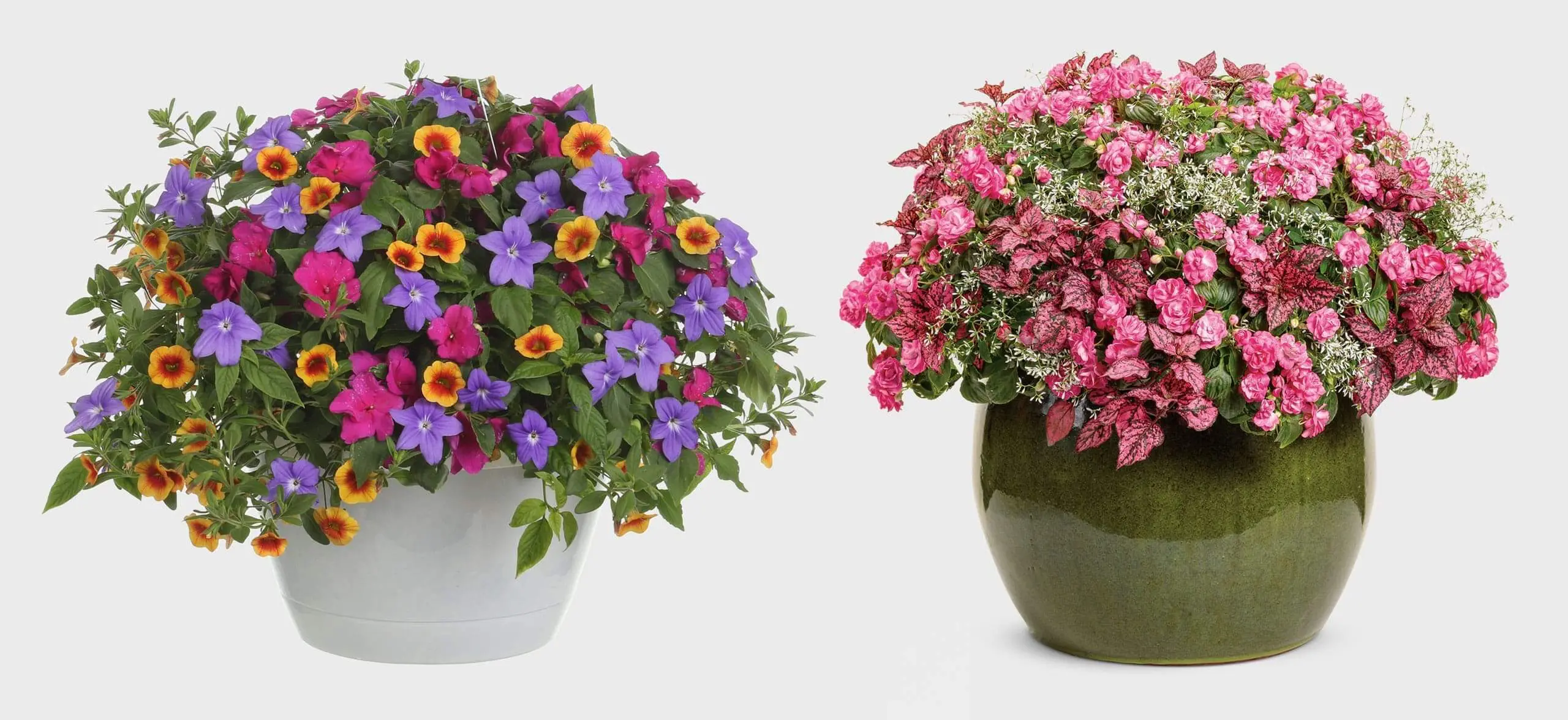 Two planted container combinations side by side against a plain light gray background. On the left, a white pot holds a mix of purple browallia, magenta impatiens, and orange-and-red calibrachoa with green foliage. On the right, a dark green glazed pot holds pink flowers, white euphorbia, and pink-and-burgundy speckled polka dot plant (hypoestes) foliage.